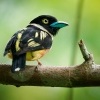 Lobos zlutocerny - Eurylaimus ochromalus - Black-and-yellow Broadbill o6961